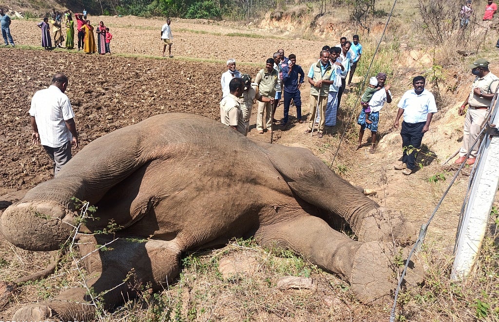 ಕನಕಪುರ | ವಿದ್ಯುತ್ ಪ್ರವಹಿಸಿ ಆನೆ ಸಾವು: ಜಮೀನು ಮಾಲೀಕನಿಗೆ ₹5 ಸಾವಿರ ದಂಡ
