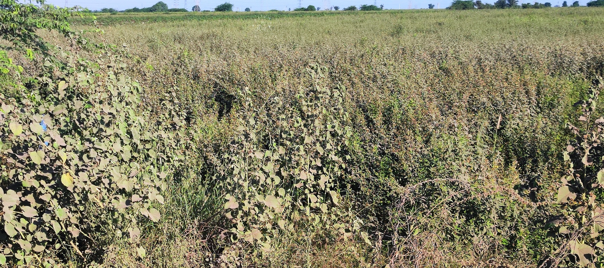 ಕುಡತಿನಿಯ ಹೊರ ವಲಯದ ರಸ್ತೆಯಲ್ಲಿನ ಕಚ್ಚಾ ಬೂದಿಯ ದೂಳು ಪಕ್ಕದ ಹೊಲದಲ್ಲಿನ ತೊಗರಿ ಬೆಳೆಗೆ ಆವರಿಸಿದೆ
