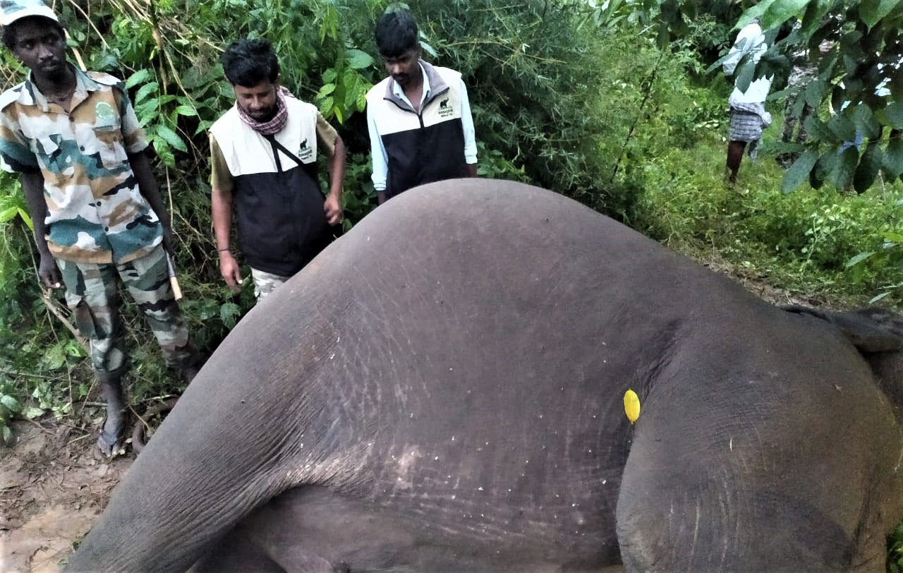 ಕನಕಪುರ ತಾಲ್ಲೂಕಿನ ಬೆಟ್ಟಳ್ಳಿ ಸಮೀಪದ ಬಿಳಿಕಲ್‌ ಅರಣ್ಯ ಪ್ರದೇಶದಲ್ಲಿ ಮೃತಪಟ್ಟು ಬಿದ್ದಿರುವ ಆನೆ 