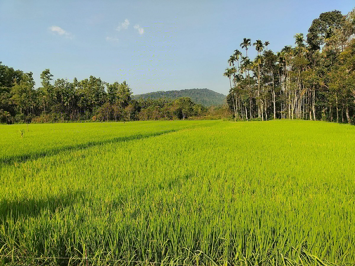 ಕಳಸದಲ್ಲಿ ನಳನಳಿಸುತ್ತಿರುವ ಭತ್ತದ ಗದ್ದೆಗಳು...!