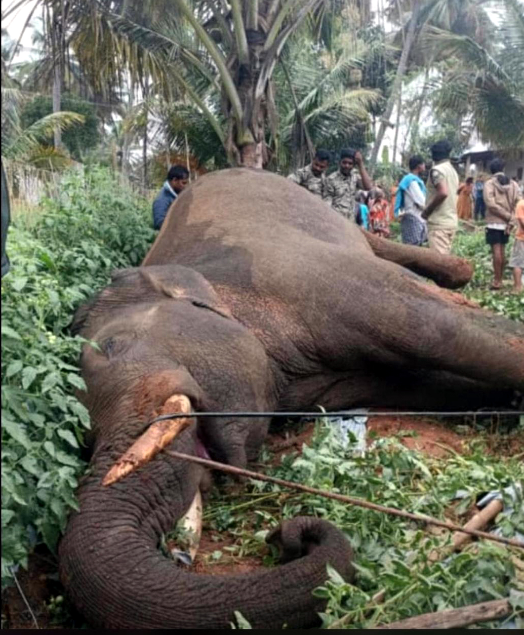 ಚನ್ನಪಟ್ಟಣ ತಾಲ್ಲೂಕಿನ ಚಿಕ್ಕ ವಿಠಲೇನಹಳ್ಳಿ ಹಾಗೂ ಗೊಲ್ಲರದೊಡ್ಡಿ ಗ್ರಾಮಗಳ ಮಧ್ಯಭಾಗದಲ್ಲಿ ವಿದ್ಯುತ್ ಸ್ಪರ್ಶಿಸಿ ಸಾವನ್ನಪ್ಪಿದ ಒಂಟಿ ಸಲಗ