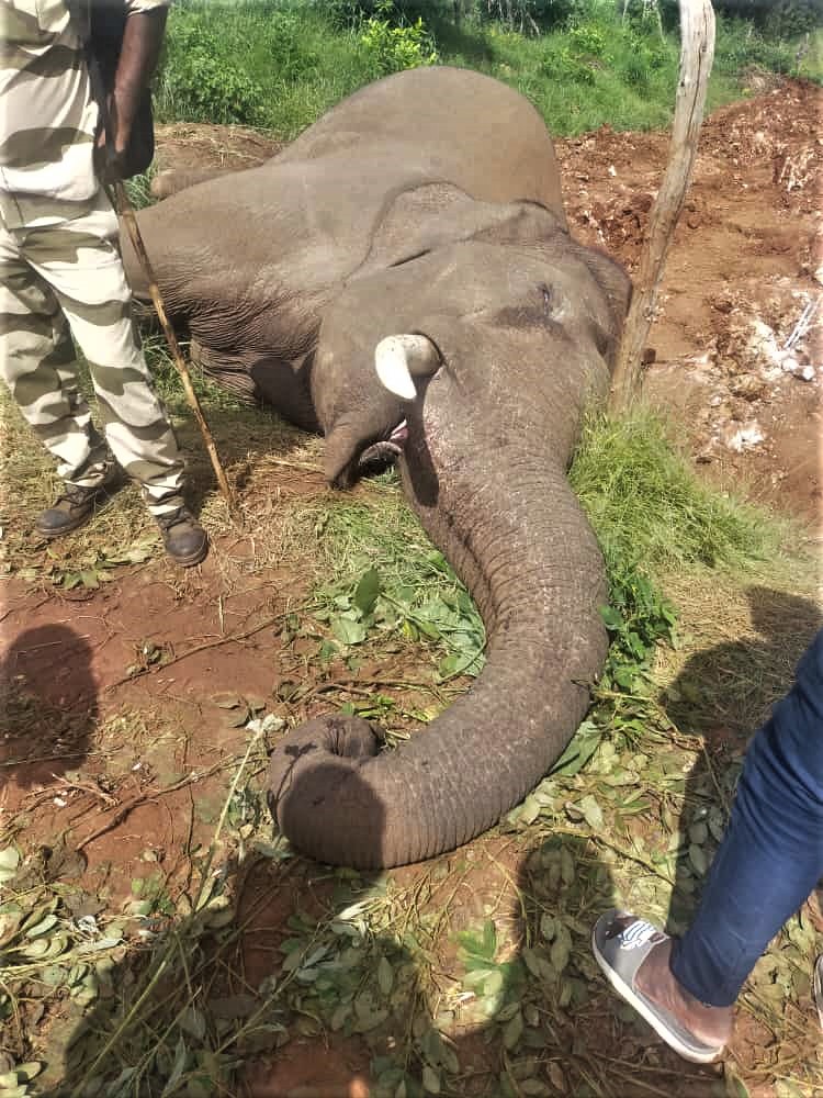 ಕನಕಪುರ ತಾಲ್ಲೂಕಿನ ಕಾವೇರಿ ವನ್ಯಜೀವಿಧಾಮದ ಮುಗ್ಗೂರು ಅರಣ್ಯ ವಲಯದ ಕಾಡಂಚಿನ ಜಮೀನಿನಲ್ಲಿ ಹಾಕಿದ್ದ ವಿದ್ಯುತ್‌ ಬೇಲಿಯಲ್ಲಿ ವಿದ್ಯುತ್ ಪ್ರವಹಿಸಿ ಮೃತಪಟ್ಟ ಕಾಡಾನೆ