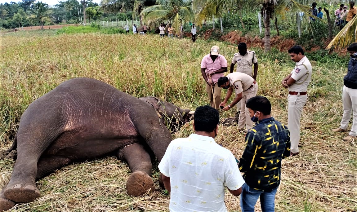 ವಿದ್ಯುತ್‌ ಸ್ಪರ್ಶದಿಂದ ಮೃತಪಟ್ಟಿರುವ ಕಾಡಾನೆ
