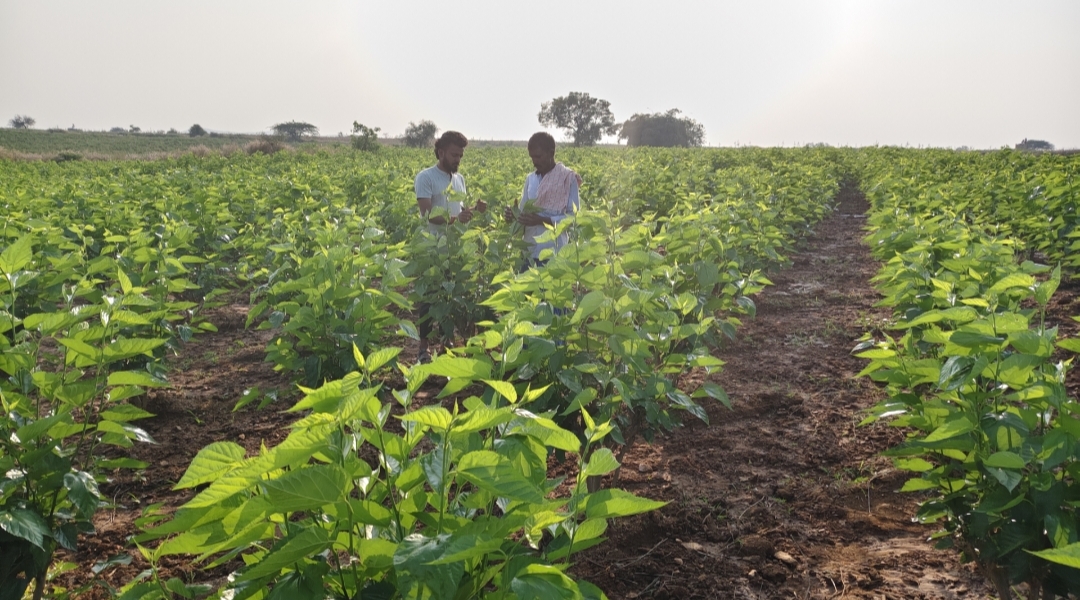 ತಮ್ಮ ಹೊಲದಲ್ಲಿ ಬೆಳೆದ ರೇಷ್ಮೆ ಬೆಳೆಯಲ್ಲಿ ರೈತ ಶಿವಪ್ಪ ರೇಷ್ಮೆ ಇಲಾಖೆಯ ಸಿಬ್ಬಂದಿಯೊಂದಿಗೆ.