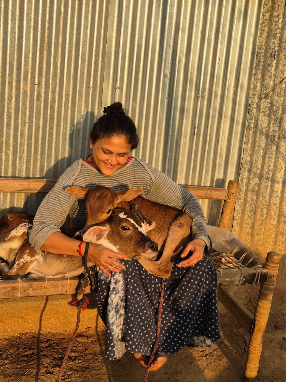 ತಾವು ಸಾಕಿರುವ ಹಸುಗಳ ಜೊತೆ ಧಾರವಾಡದ ಅಮ್ಮಿನಬಾವಿ ಸಮೀಪದ ಕೌಲಗೇರಿಯ ಡಾ. ದಾಕ್ಷಾಯಿಣಿ ಚಿದಾನಂದ ರಾಮನಗೌಡರ