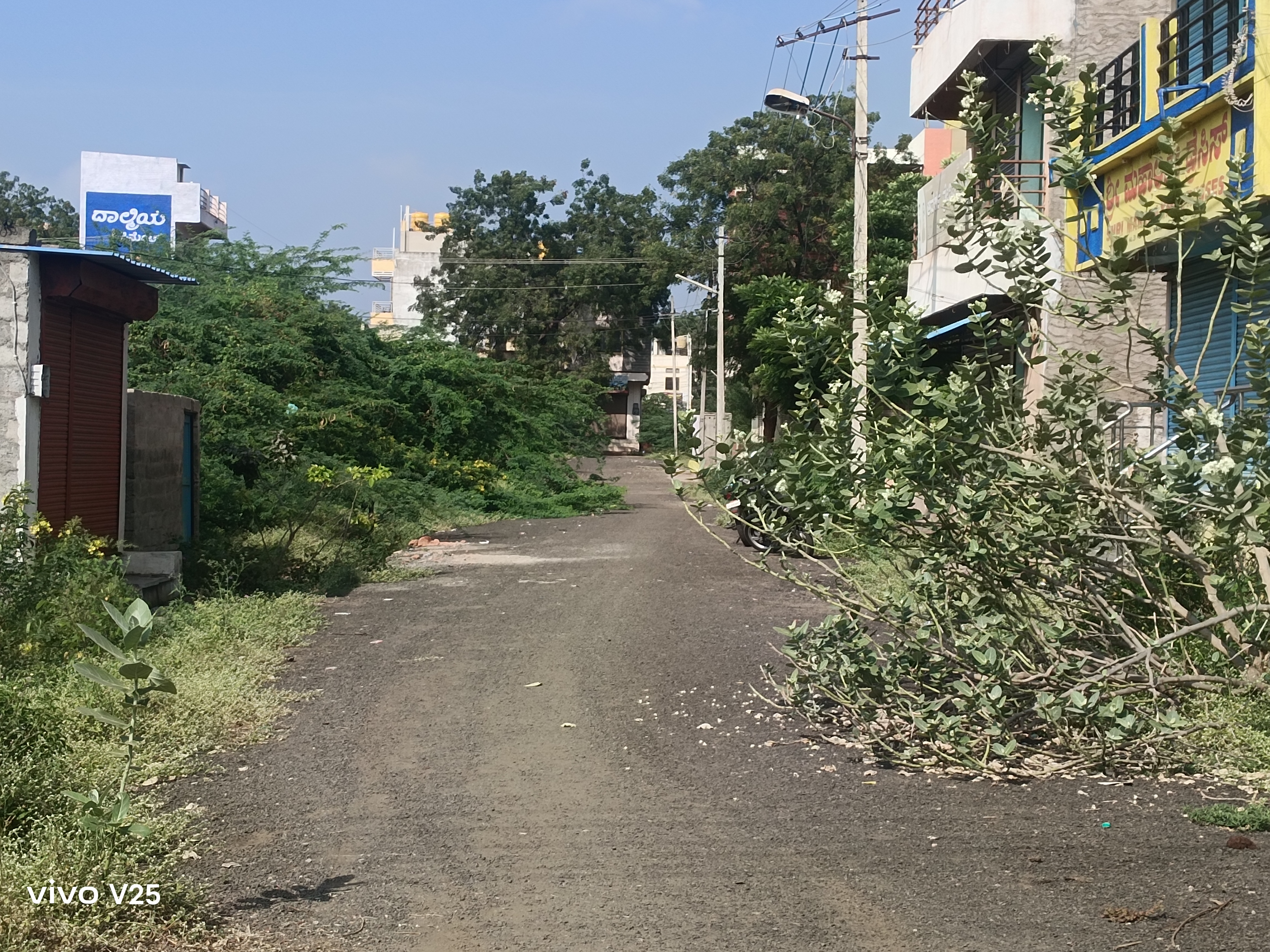 ರಸ್ತೆಯಲ್ಲಿ ಮುಳ್ಳುಕಂಟಿ ಬೆಳೆದಿರುವುದು