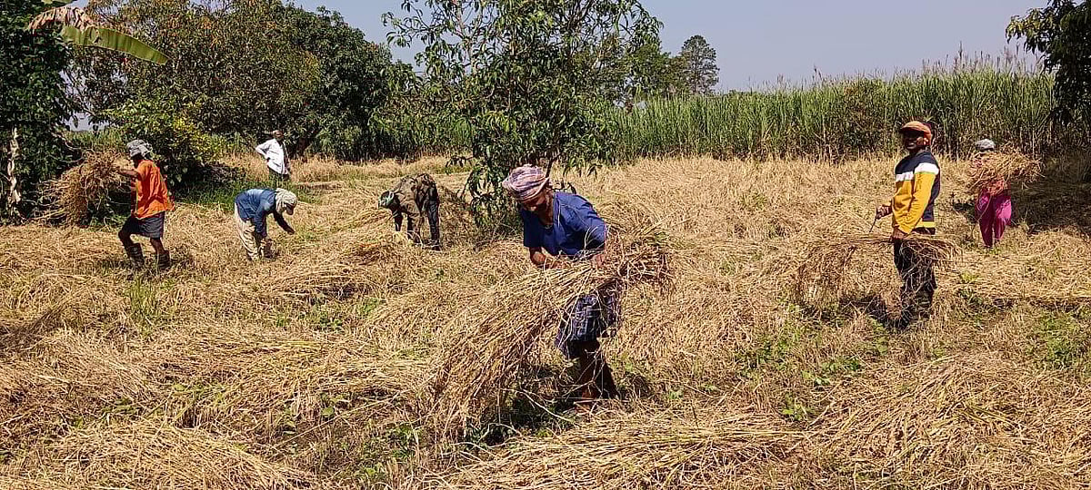 ಬೆಂಬಲ ಬೆಲೆ ಮೀರಿದ ಭತ್ತದ ದರ: ಮಾರುಕಟ್ಟೆಯಲ್ಲಿ ಭತ್ತ ಮಾರಾಟಕ್ಕೆ ರೈತರ ಆಸಕ್ತಿ