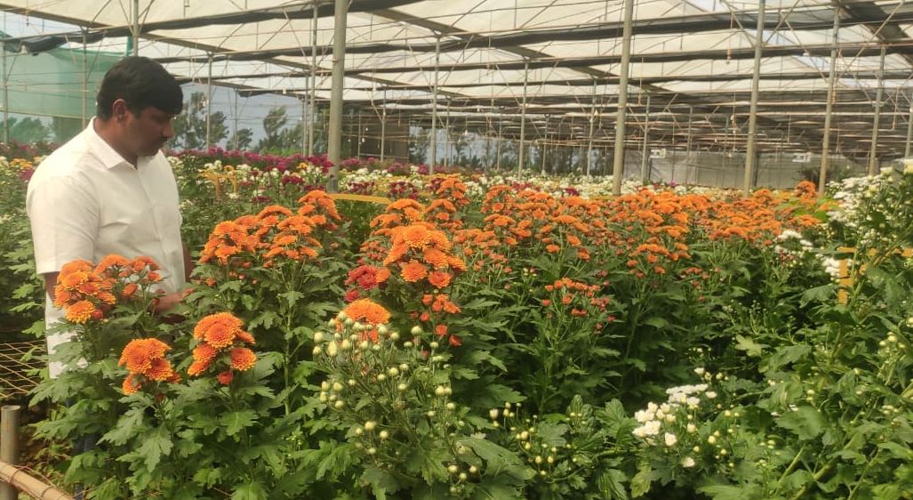 ಹಸಿರು ಮನೆ ತೋಟದಲ್ಲಿ ಬೆಳೆಯಲಾಗಿರುವ ವಿದೇಶಿ ತಳಿಯ ಹೂವುಗಳೊಂದಿಗೆ ಬಿ.ಶ್ರೀಕಾಂತ್‌