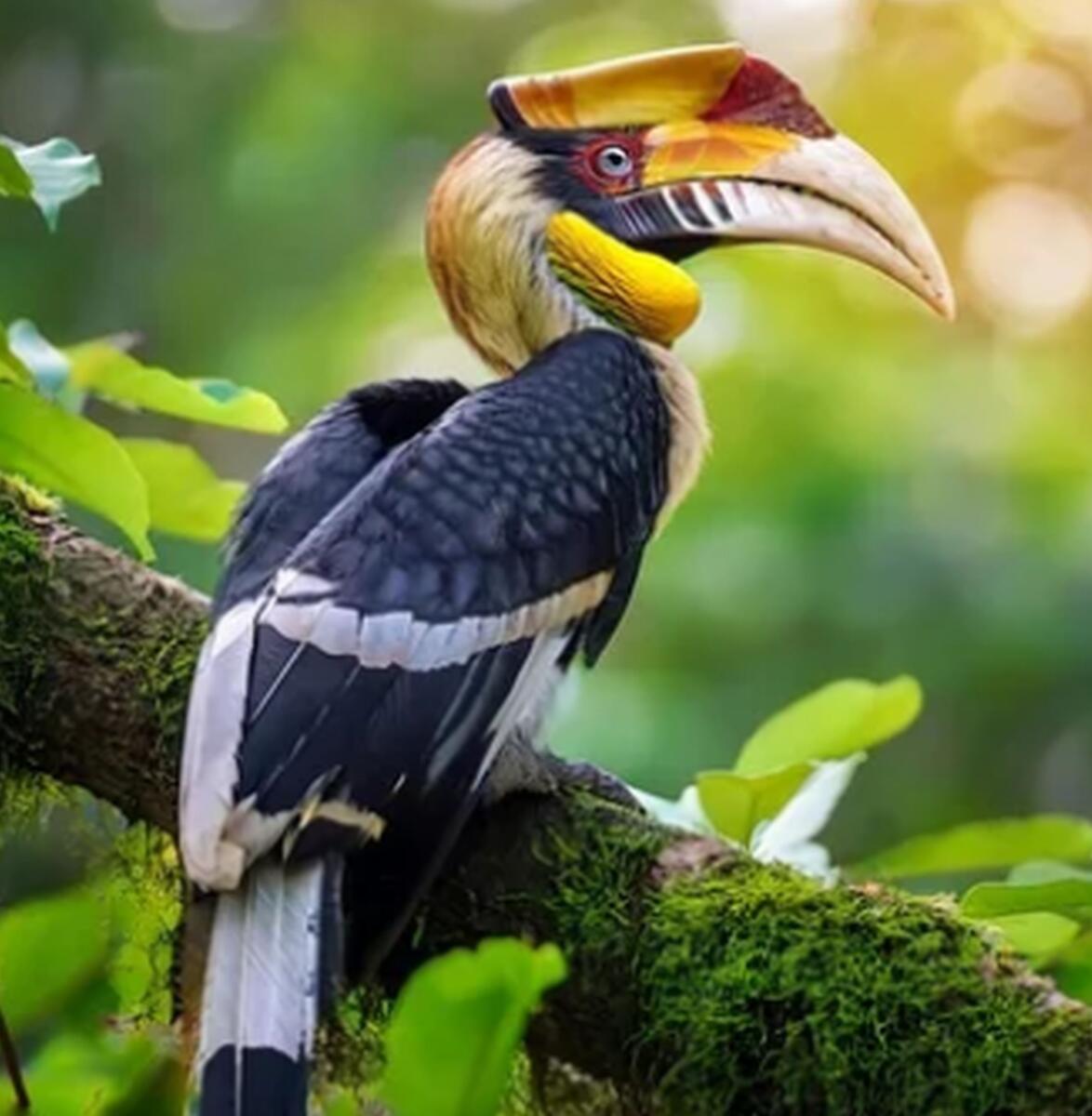 ಹರ್ನ್‌ ಬಿಲ್‌ ಪಕ್ಷಿ 