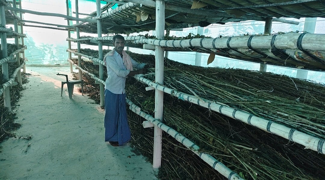 ಶಿರಹಟ್ಟಿ: ರೇಷ್ಮೆ ಕೃಷಿಯಲ್ಲಿ ಅರಳಿದ ಸಹೋದರರ ಬದುಕು