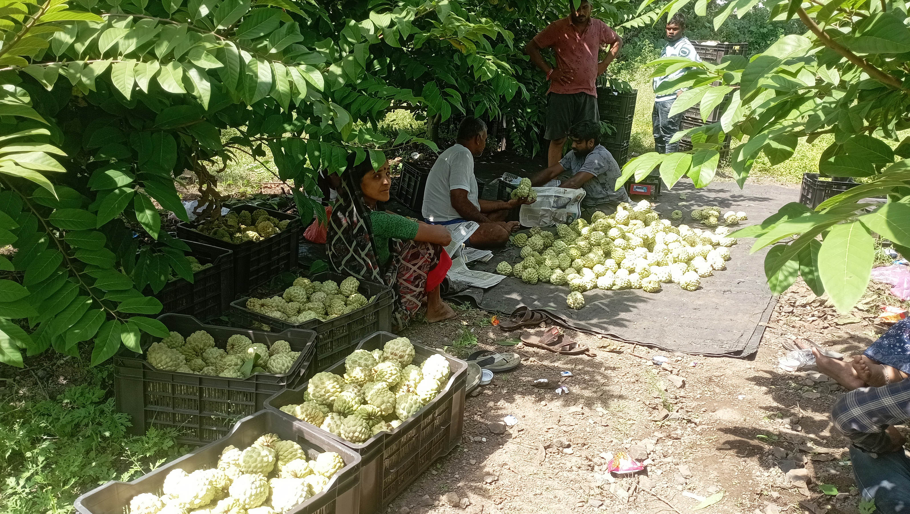 ಹೊರ್ತಿಯ ಸೋನಿಯಾ ನಗರದ ಜಮೀನಿನ ಮಾಲೀಕ ರೈತ ಶಿವಮೂರ್ತಿ ಸಿದರಾಯ ಲೋಣಿ ಮತ್ತು ಮಲ್ಲಪ್ಪ ವಿಠೋಬಾ ಲೋಣಿ ಅವರ ಜಮೀನಿನಲ್ಲಿ ಬೆಳೆದ ಗೋಲ್ಡನ್ ಸೀತಾಫಲ