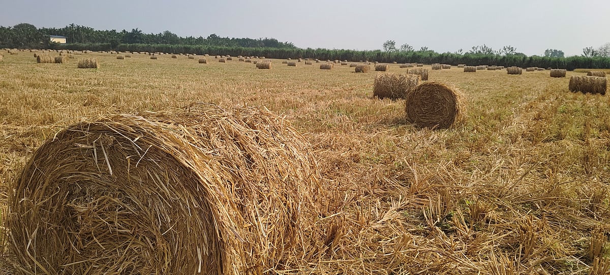 ಭತ್ತದ ಒಣಹುಲ್ಲಿನ ವ್ಯಾಪಾರ ಜೋರು: ಗದ್ದೆಗಳಲ್ಲಿ ಆಕರ್ಷಿಸುತ್ತಿರುವ ಮೇವಿನ ರೋಲ್‌