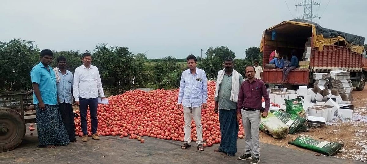 ದಾಳಿಂಬೆ ಬೆಳೆದವರ ಬಾಳು ಸಿಹಿ: ಎರಡು ವರ್ಷಗಳ ನಷ್ಟಕ್ಕೆ ಈ ಬಾರಿ ಲಾಭದ ಸಾಂತ್ವನ