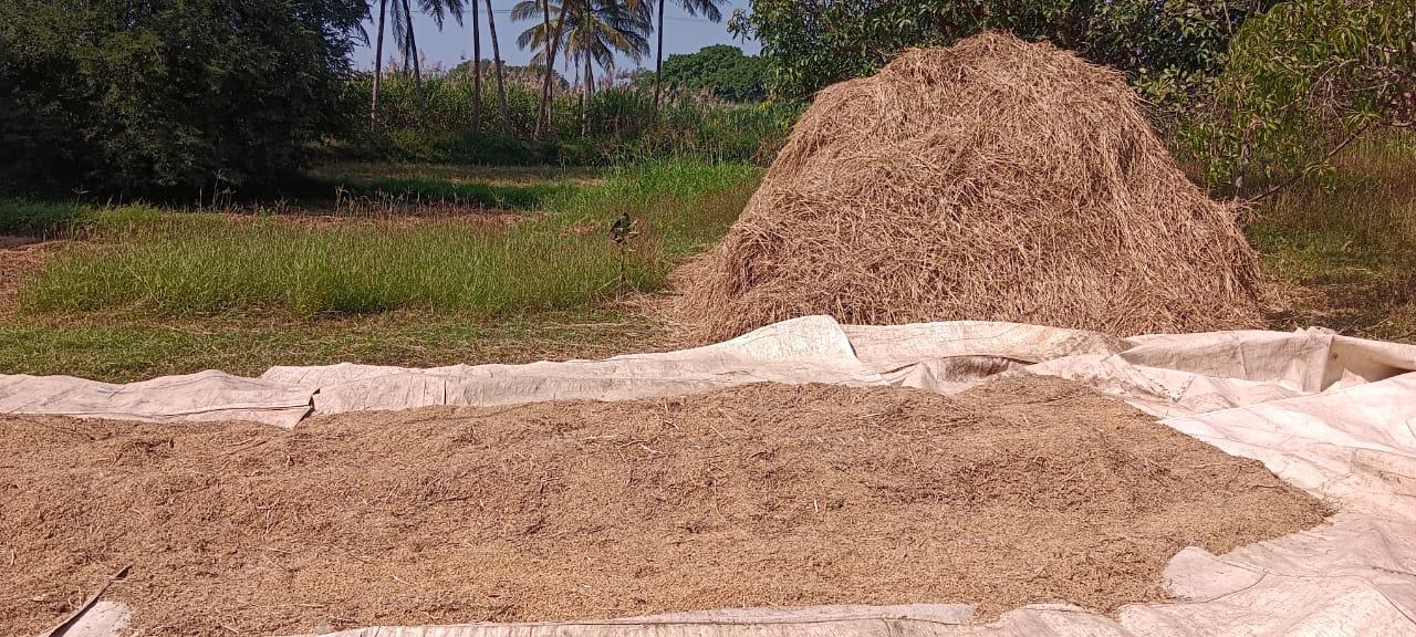 ಹಳಿಯಾಳ ತಾಲ್ಲೂಕಿನ ತೇಗ್ನಳ್ಳಿ ಗ್ರಾಮದಲ್ಲಿಯ ಸಾವಂತ ಅವರ ಗದ್ದೆಯಲ್ಲಿ ಭತ್ತ ಕಟಾವು ಮಾಡಿ ರಾಶಿ ಮಾಡಿರುವುದು