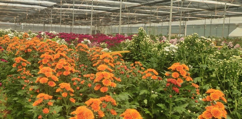 ಹಸಿರು ಮನೆ ತೋಟದಲ್ಲಿ ಬೆಳೆಯಲಾಗಿರುವ ವಿದೇಶಿ ತಳಿಯ ಹೂವುಗಳೊಂದಿಗೆ ಬಿ.ಶ್ರೀಕಾಂತ್‌