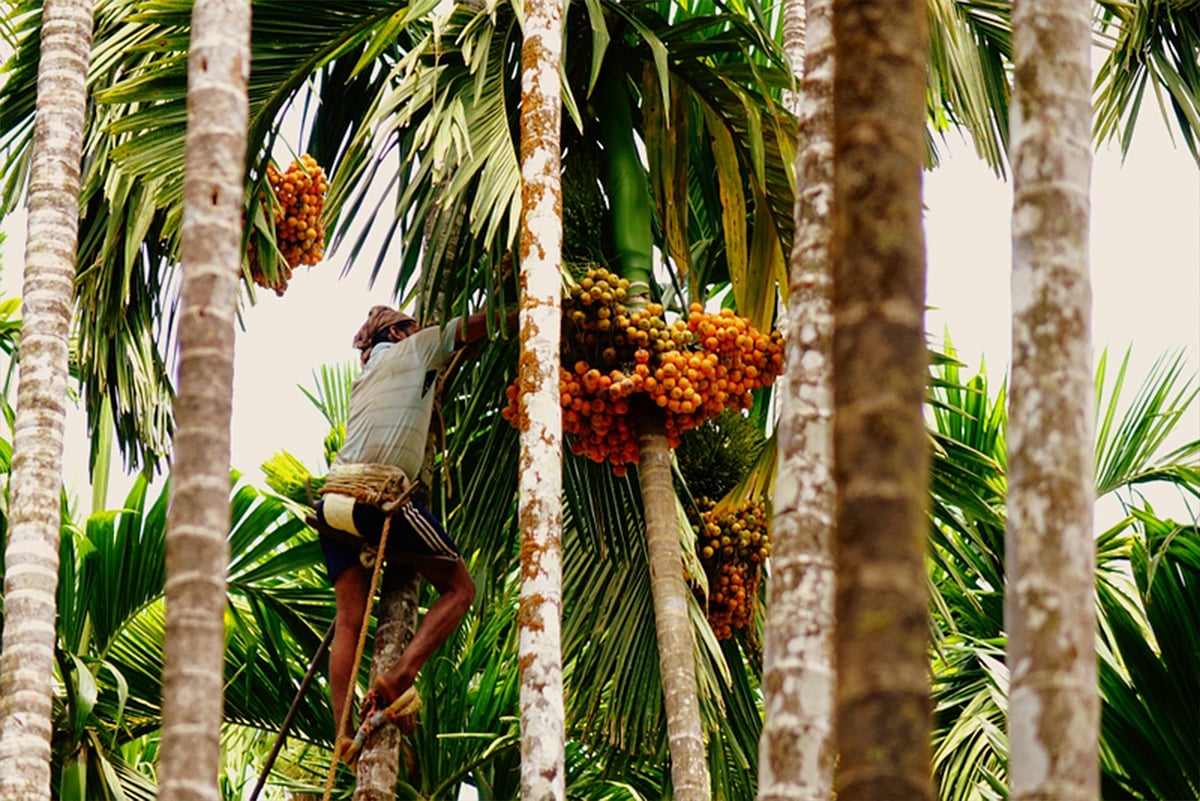 ಅಡಿಕೆ: ಆಮದು ಹೆಚ್ಚಳ, ರಫ್ತು ಕುಸಿತ 