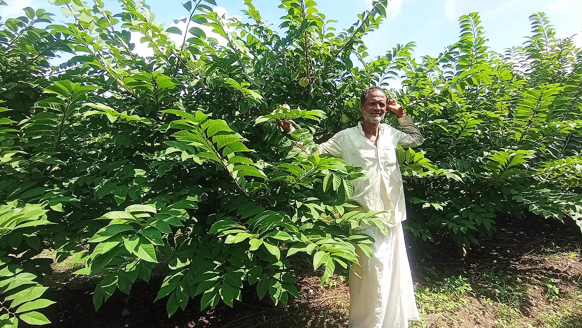 ಸೋನಿಯಾನಗರ: ಉತ್ತಮ ಆದಾಯ ತಂದ ’ಗೋಲ್ಡನ್ ಸೀತಾಫಲ‘