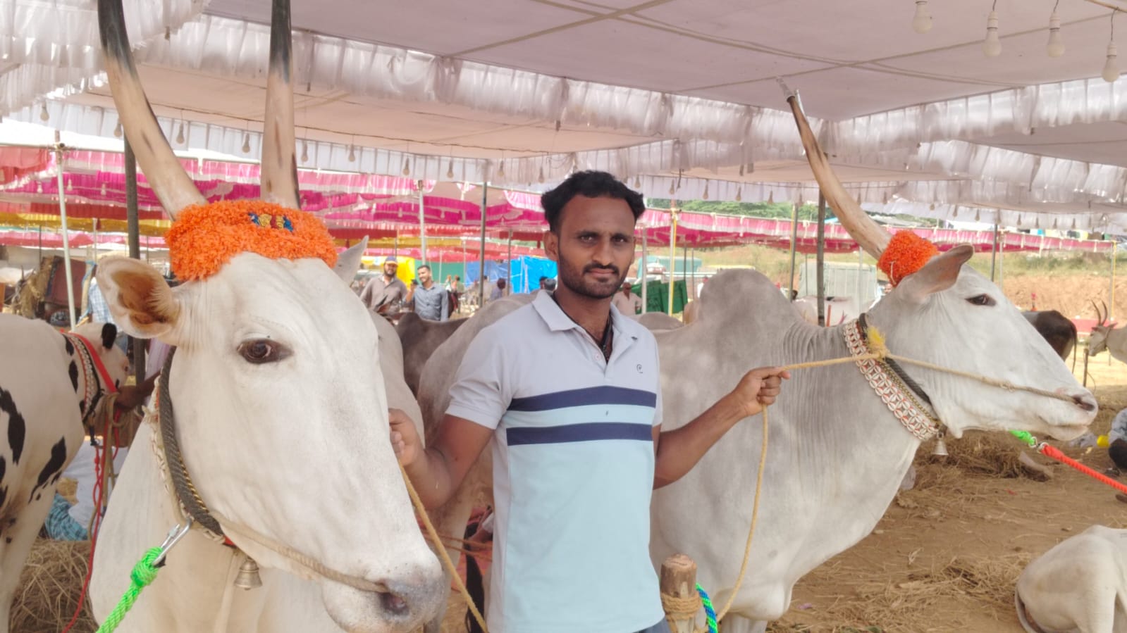 ಕುಶಾಲನಗರದಲ್ಲಿ ನಡೆದ ದನಗಳ ಜಾತ್ರೆಯಲ್ಲಿ ರೈತರೊಬ್ಬರು ಎತ್ತುಗಳನ್ನು ಪ್ರದರ್ಶಿಸಿದರು