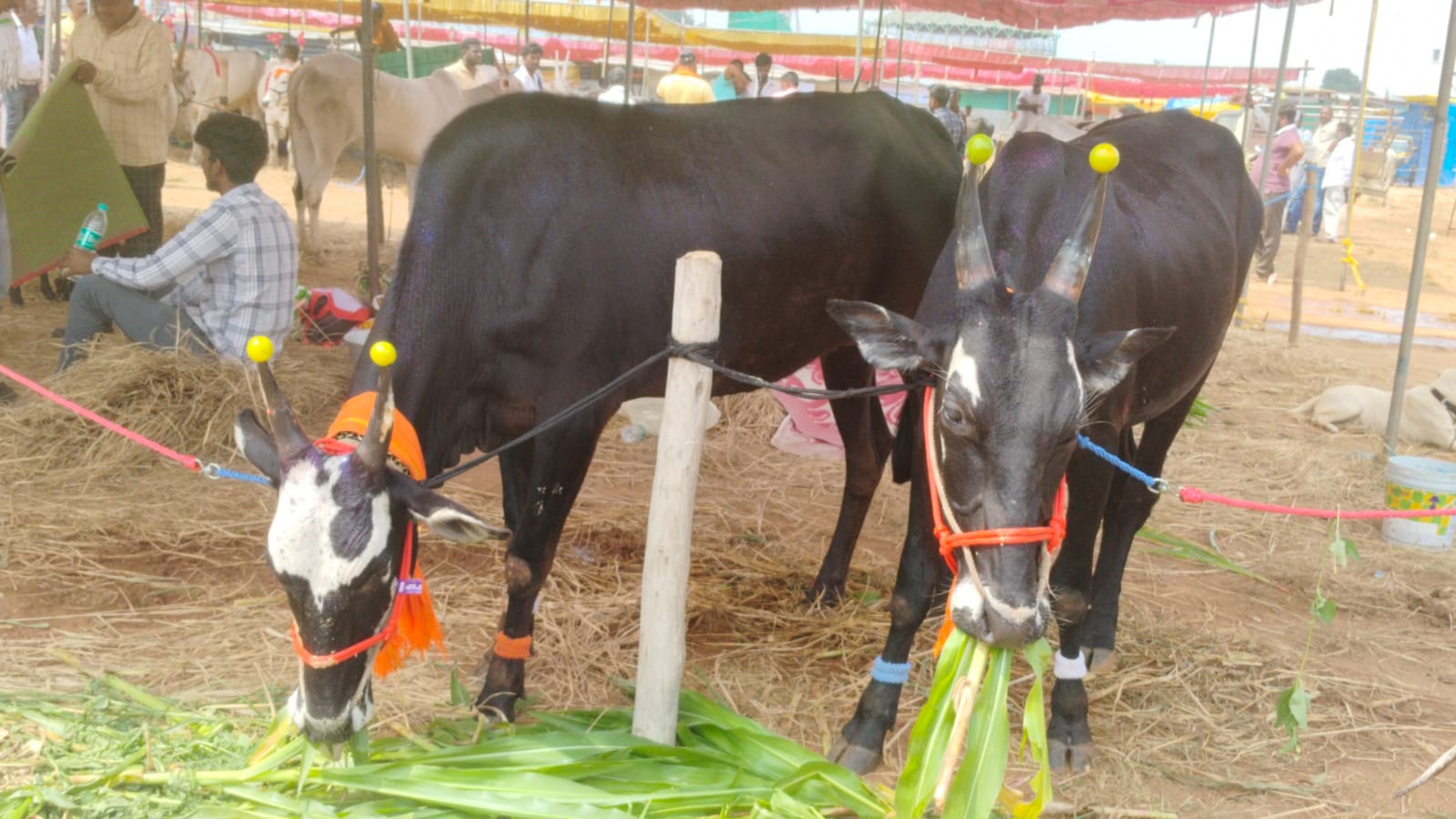 ಅಲಂಕಾರಗೊಂಡ ಹಸುಗಳು