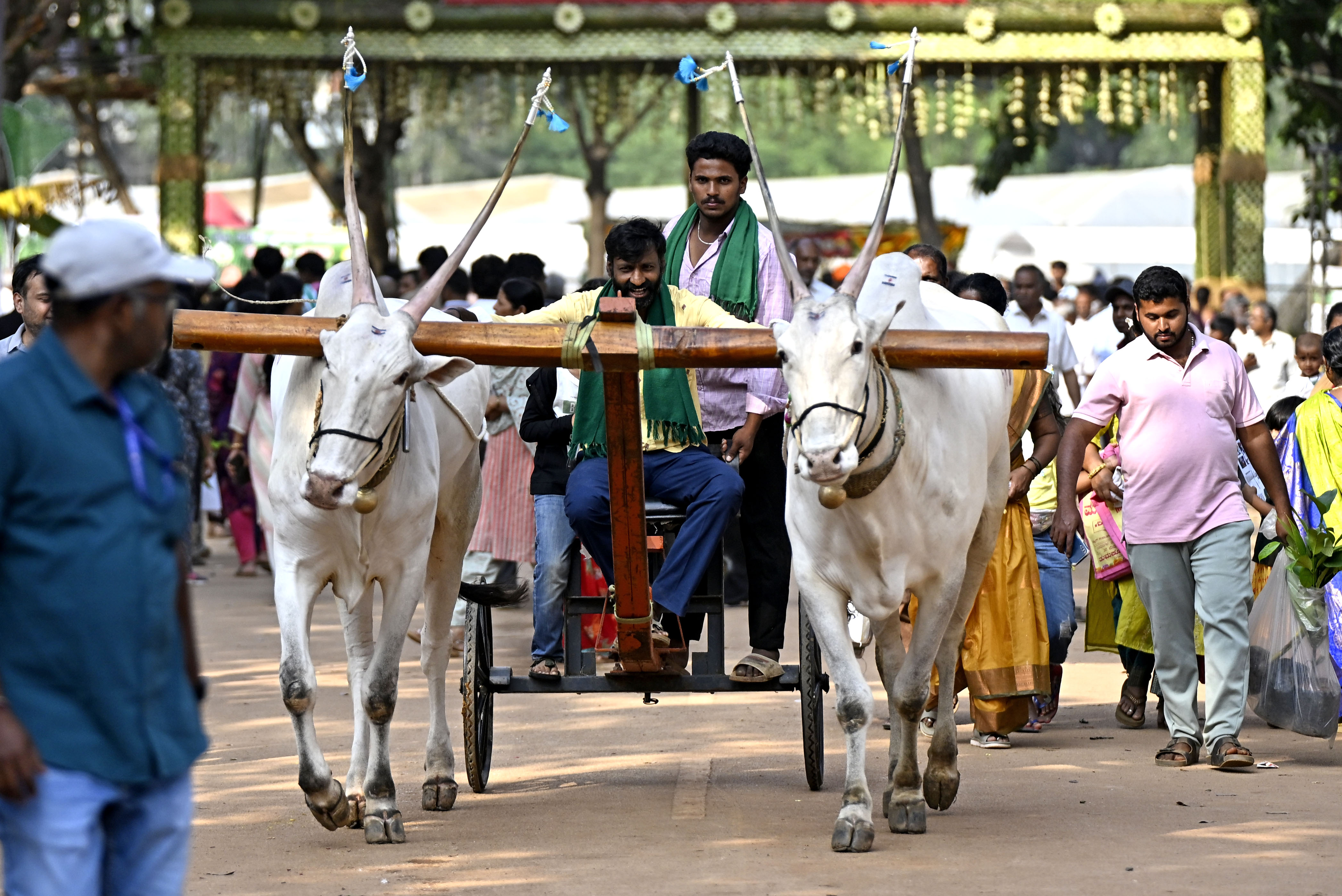 ಗಾಂಧಿ ಕೃಷಿ ವಿಜ್ಞಾನ ಕೇಂದ್ರ (ಜಿಕೆವಿಕೆ) ಆಯೋಜಿಸಿರುವ ಕೃಷಿ ಮೇಳದಲ್ಲಿ ಪ್ರದರ್ಶಸಿಲಾದ ಹಳ್ಳೀಕಾರ್‌ ಎತ್ತುಗಳು ಜನರ ಆಕರ್ಷಣೆಯ ಕೇಂದ್ರವಾಗಿತ್ತು