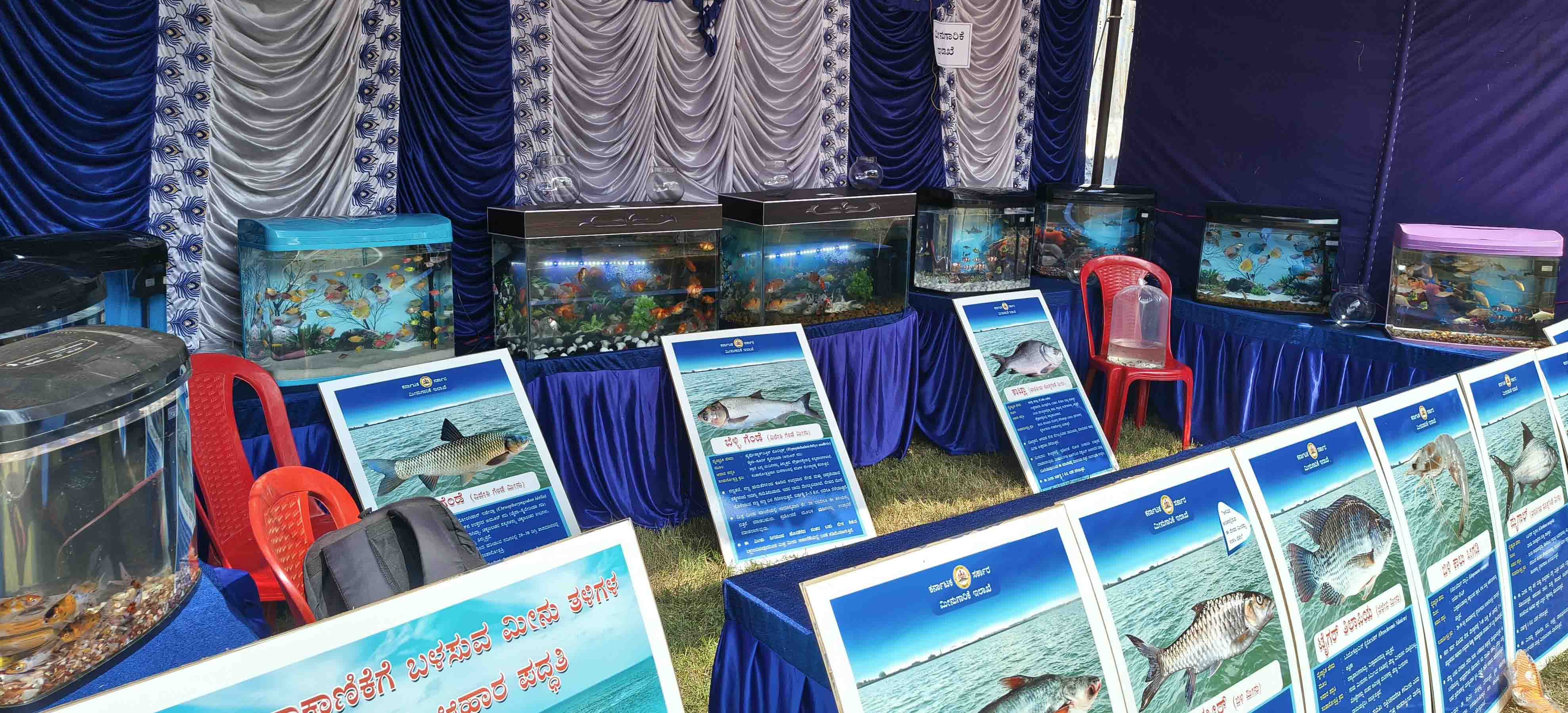 ಅಲಂಕಾರಿಕ ಮೀನುಗಳು