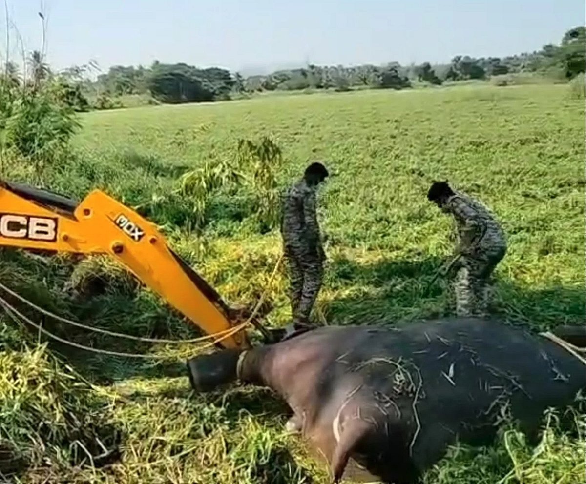 ರಾಮನಗರ| ಕಾಡಾನೆಗಳ ಸಾವಿನ ಸುತ್ತ: ‘ಆನೆ ಕಾರ್ಯಪಡೆ’ಗೆ ಬೇಕಿದೆ ಸೌಕರ್ಯದ ಚಿಕಿತ್ಸೆ