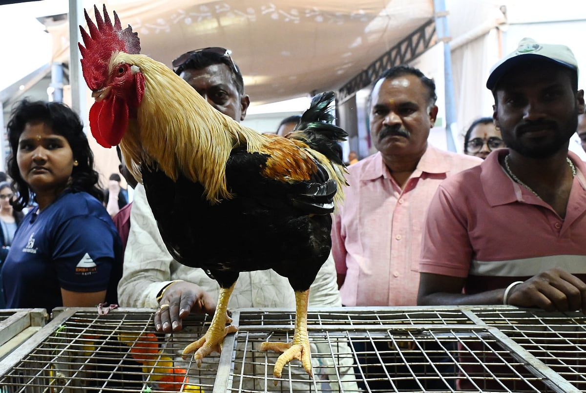 <div class="paragraphs"><p>ಪ್ರಜಾವಾಣಿ ಚಿತ್ರ: ಕಿಶೋರ್ ಕುಮಾರ್ ಬೋಳಾರ್</p></div>