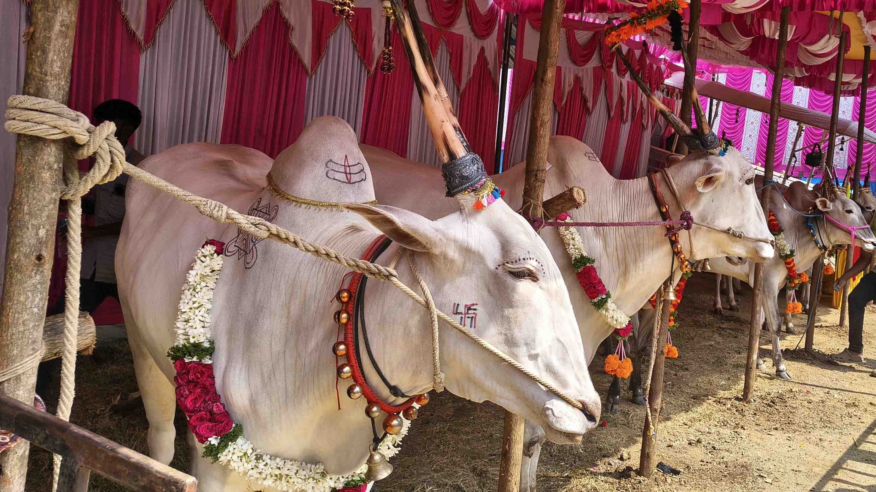 ದೇಸೀ ತಳಿಯ ಹೋರಿಗಳು
