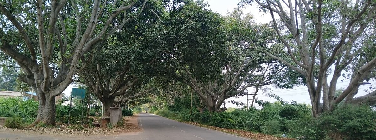 ಪರಿಸರ ಕಾಳಜಿಯ ಬಹುದೊಡ್ಡ ಪ್ರೇರಣೆ‌ ಸಾಲುಮರದ ತಿಮ್ಮಕ್ಕ