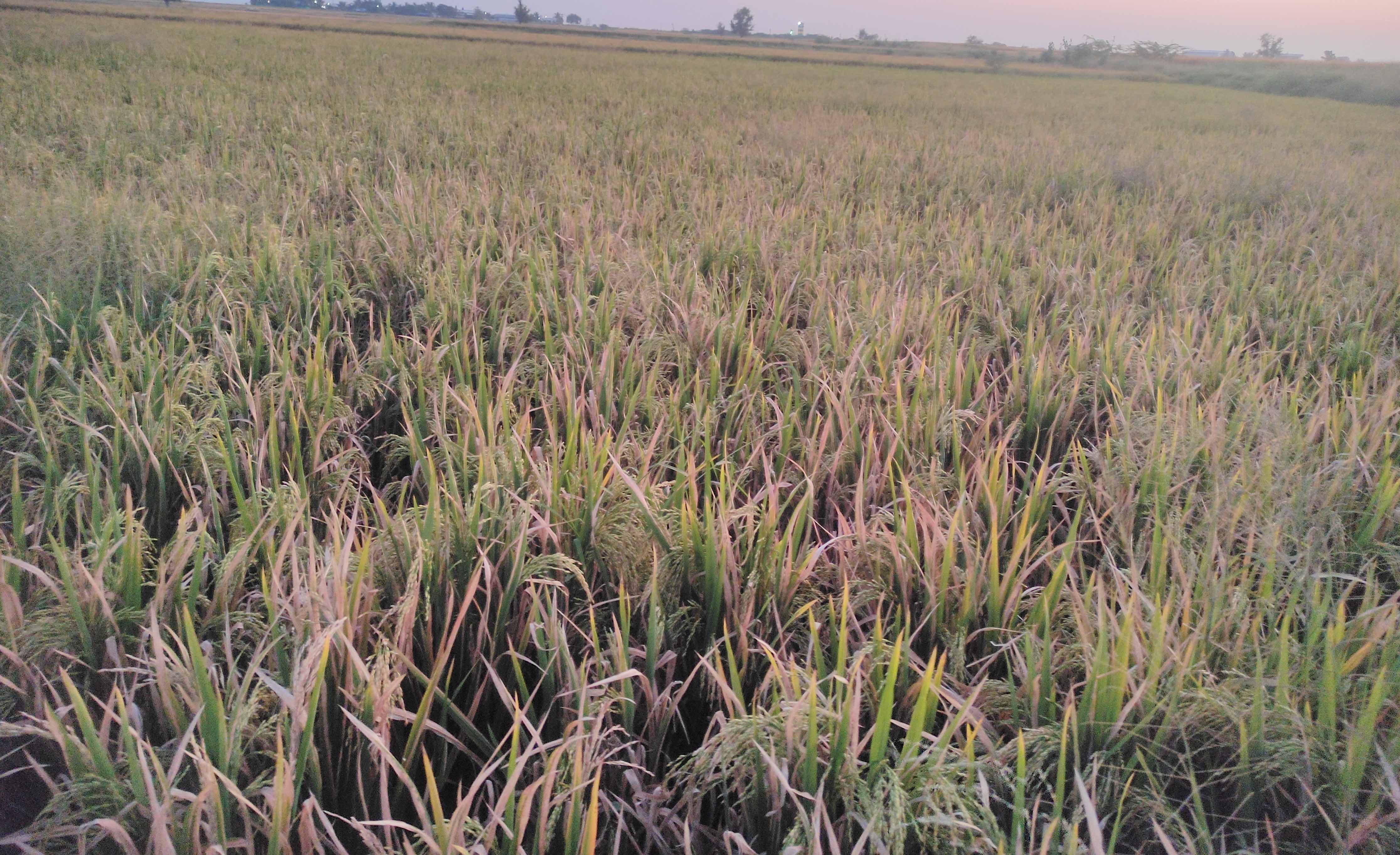 ಕಟಾವಿಗೆ ಬಂದಿರುವ ಭತ್ತ