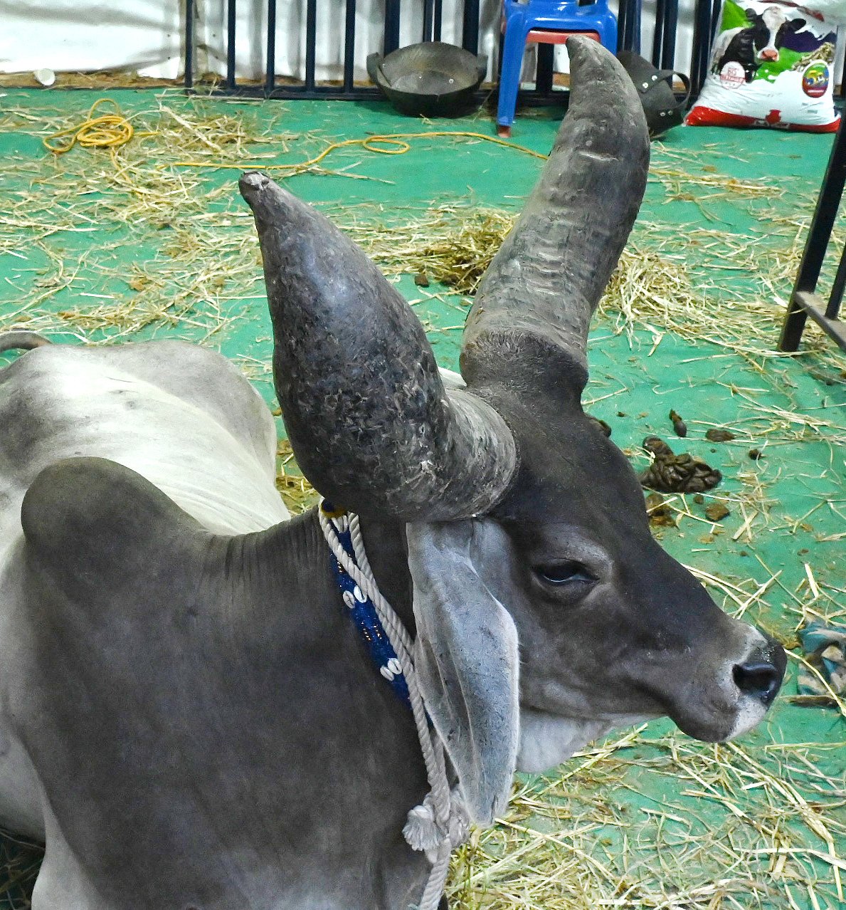 <div class="paragraphs"><p>ಪ್ರಜಾವಾಣಿ ಚಿತ್ರ: ಕಿಶೋರ್ ಕುಮಾರ್ ಬೋಳಾರ್</p></div>