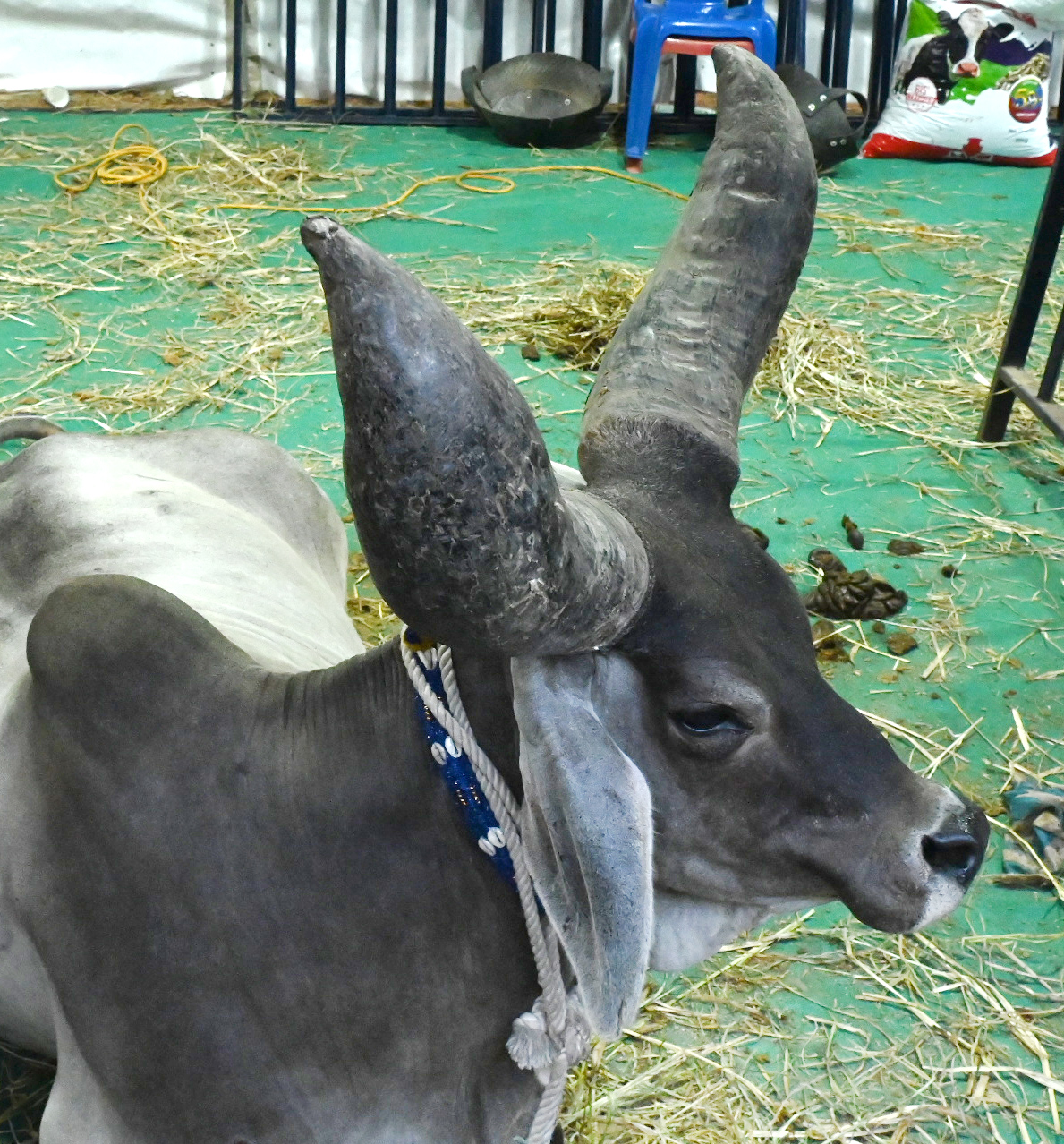 <div class="paragraphs"><p>ಪ್ರಜಾವಾಣಿ ಚಿತ್ರ: ಕಿಶೋರ್ ಕುಮಾರ್ ಬೋಳಾರ್</p></div>