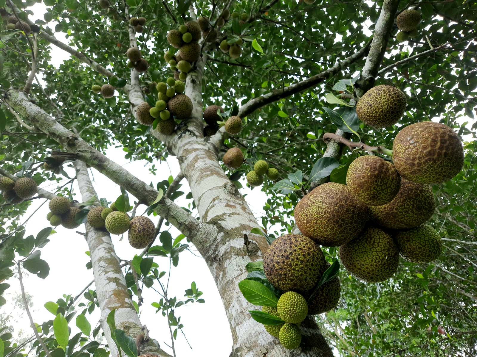 ಅನಂತಮೂರ್ತಿ ಜವಳಿ ಸಂರಕ್ಷಿಸಿರುವ ರುದ್ರಾಕ್ಷಿ ತಳಿ 