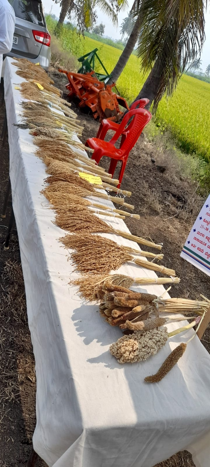 ದೇಸಿ ತಳಿಯ ಬೀಜಗಳು