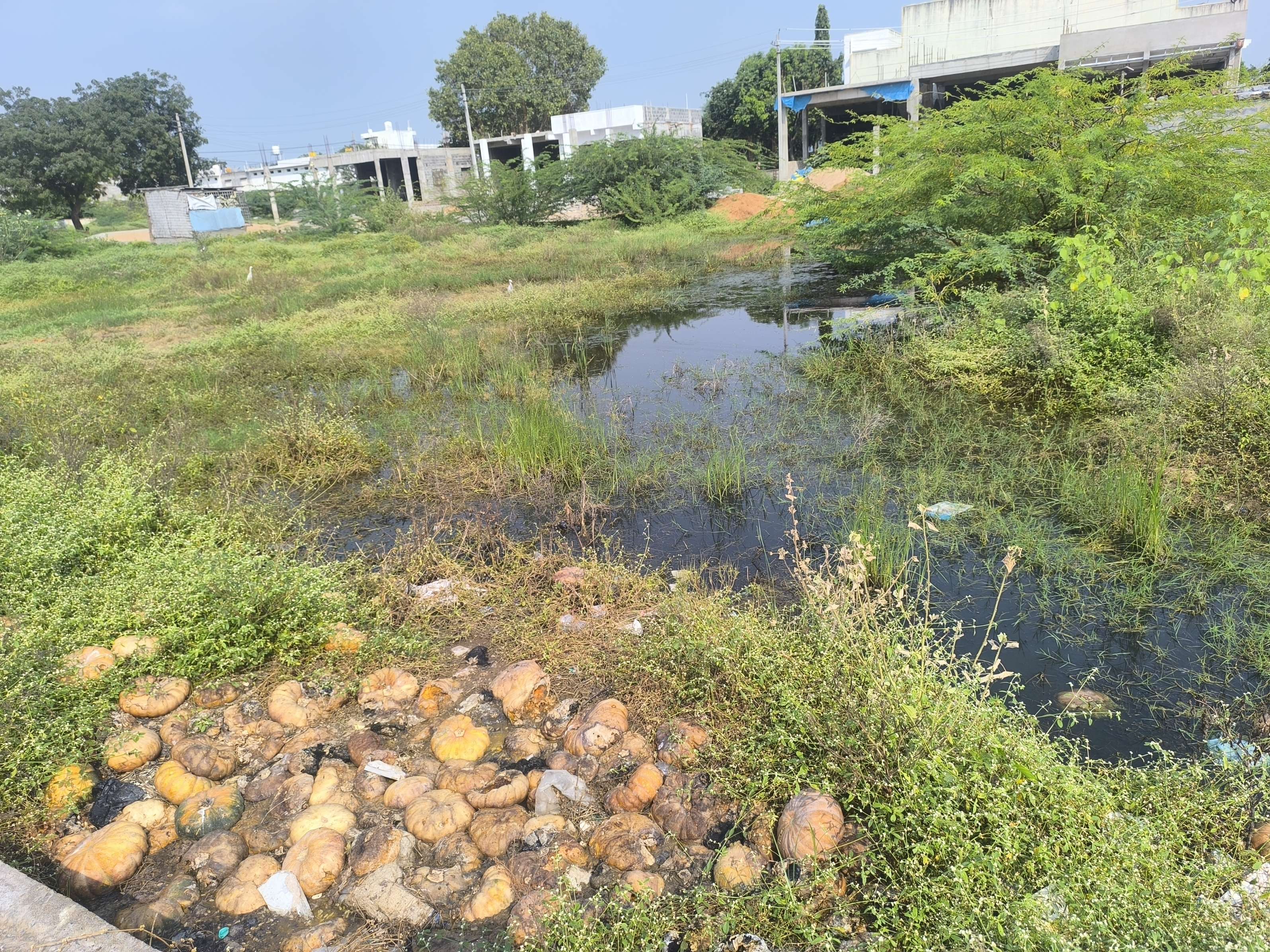 ಎಪಿಎಂಸಿಯಲ್ಲಿನ ಖಾಲಿ ನಿವೇಶನದಲ್ಲಿ ನಿಂತಿರುವ ಕೊಳಚೆ ನೀರು