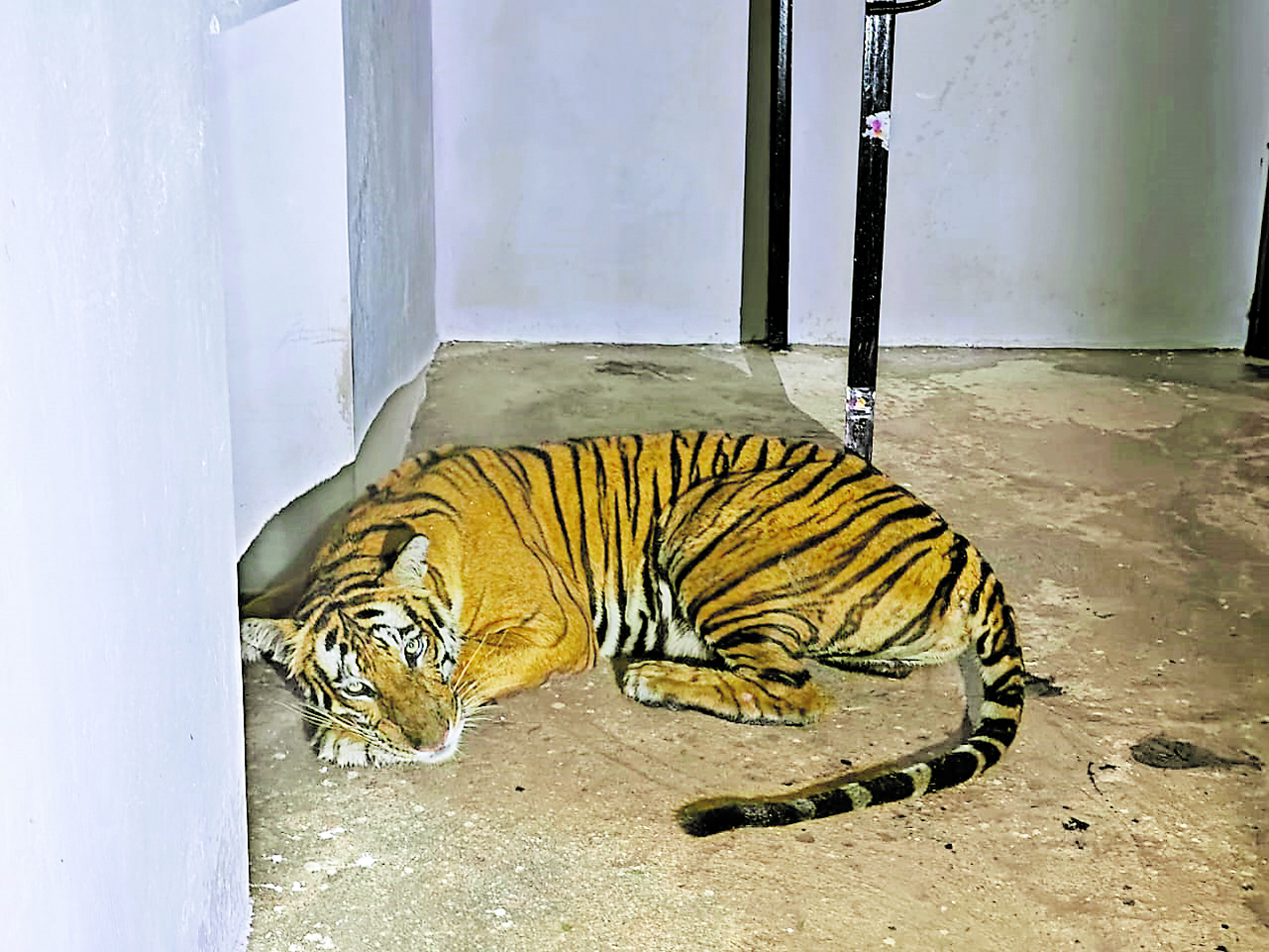 ಕಾಡಿನಲ್ಲಿ ಸೆರೆ ಹಿಡಿಯಲಾದ ಹುಲಿಯೊಂದನ್ನು ಚಿಕಿತ್ಸೆಗೆಂದು ತಂದಿರುವುದು