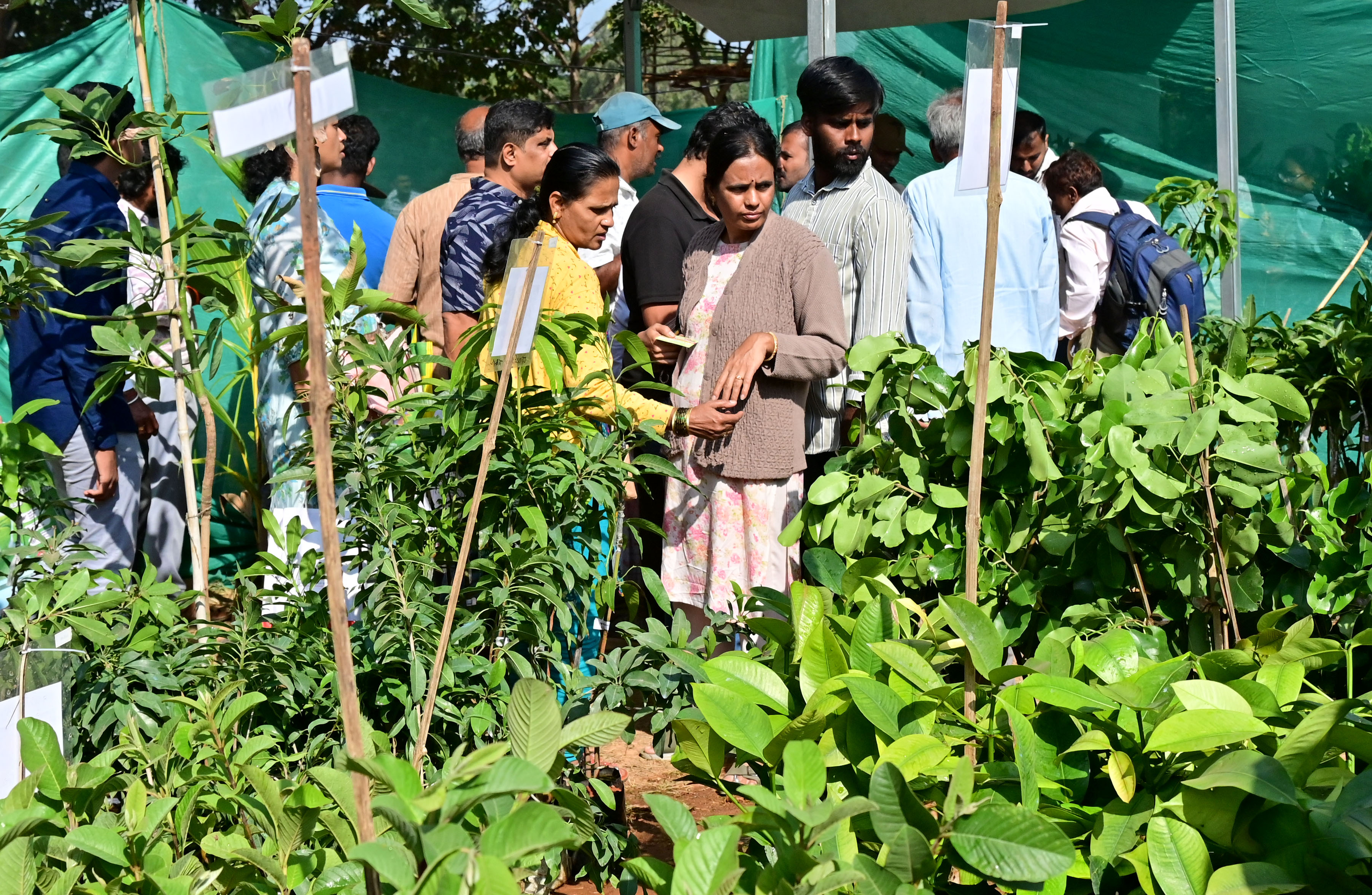 ಕೃಷಿ ಮೇಳದಲ್ಲಿ ಪ್ರದರ್ಶನ ಹಾಗೂ ಮಾರಾಟಕ್ಕೆ ಇಟ್ಟಿರುವ ಸಸಿಗಗಳನ್ನು ಸಾರ್ವಜನಿಕರು ಖರೀದಿಸಿದರು 