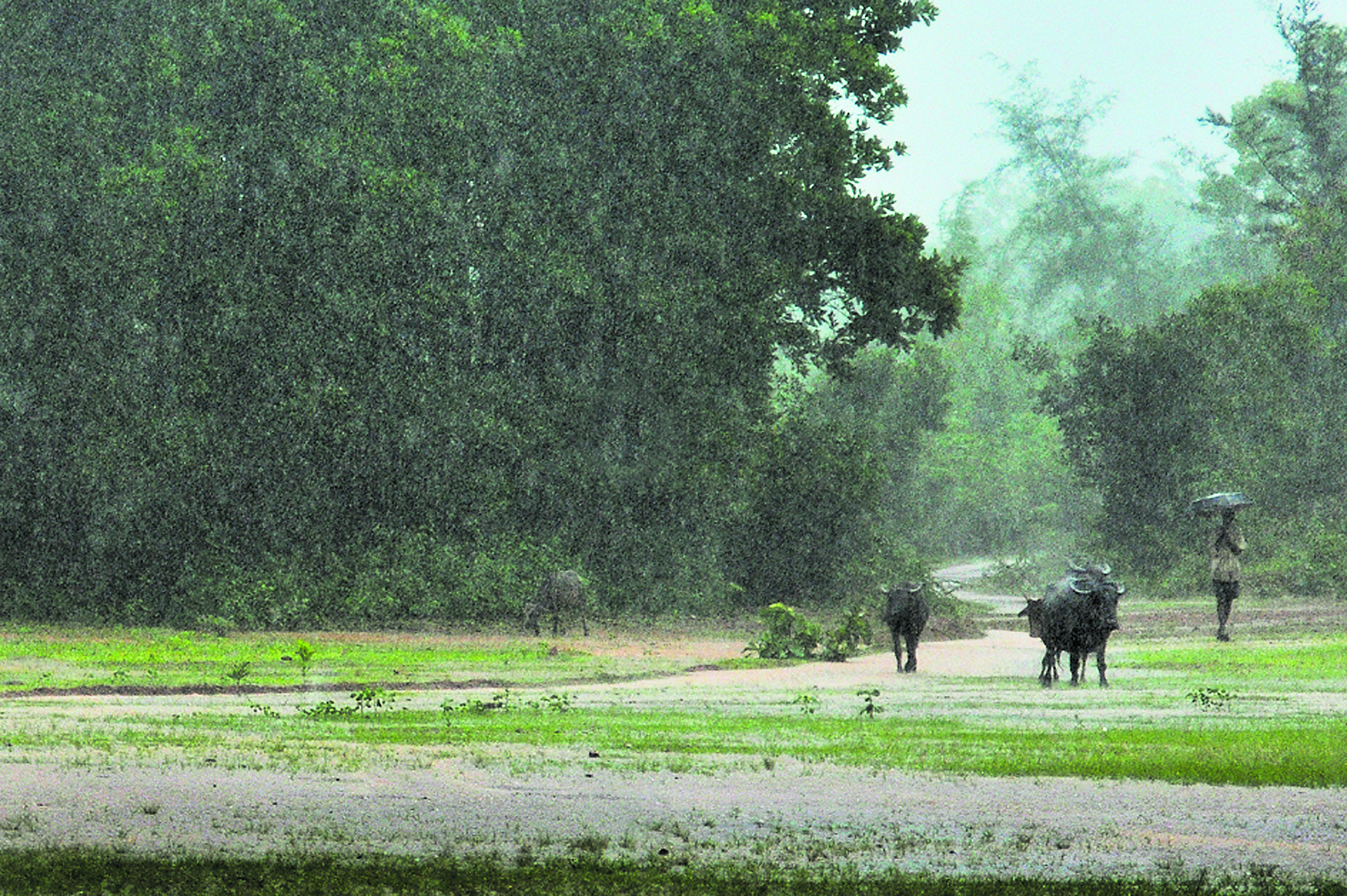 ಮಳೆಗಾಲದ ಚಿತ್ರಣ 