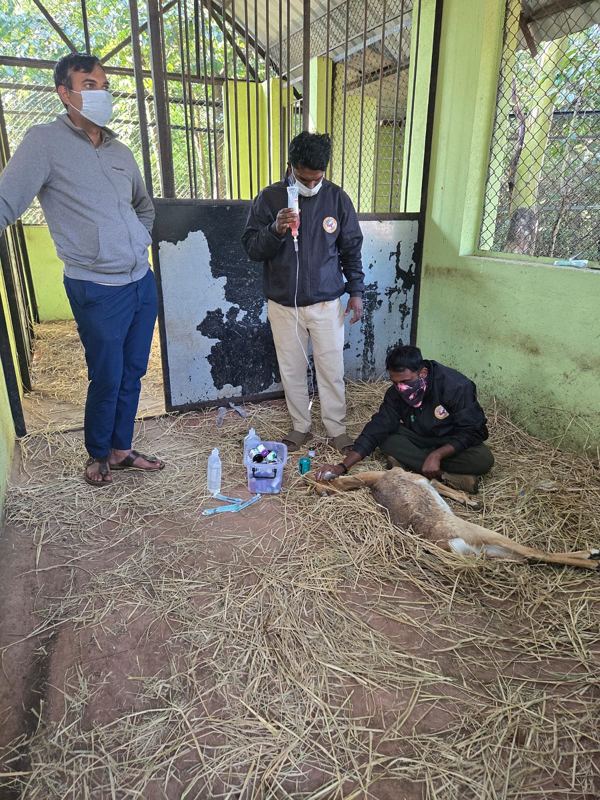 ಬೆಳಗಾವಿ: ರಾಣಿ ಚನ್ನಮ್ಮ ಕಿರು ಮೃಗಾಲಯದ 28 ಕೃಷ್ಣಮೃಗ ಸಾವು