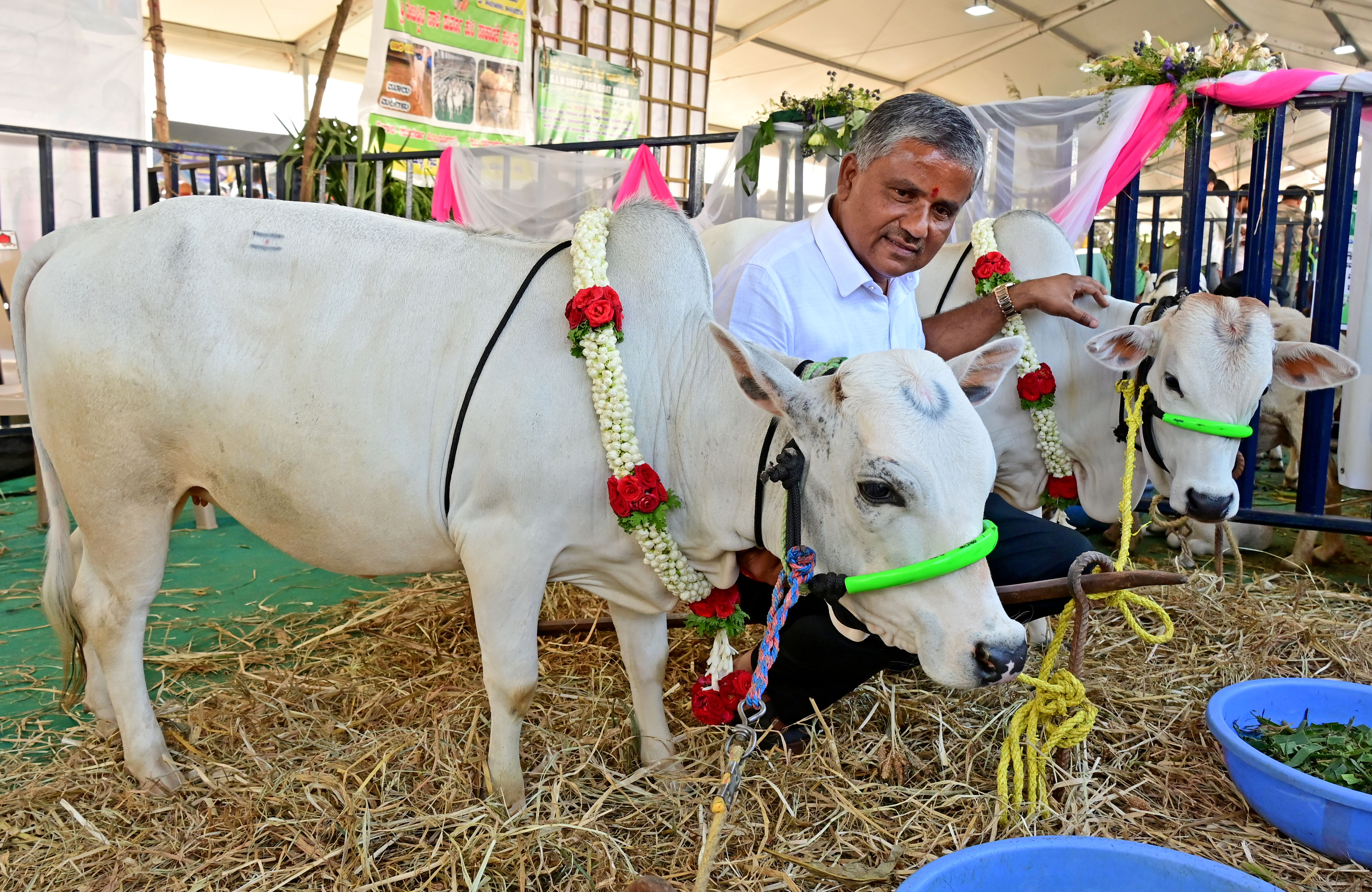 ಪಂಗನೂರು ಗಿಡ್ಡ ತಳಿ ಹಸುಗಳು