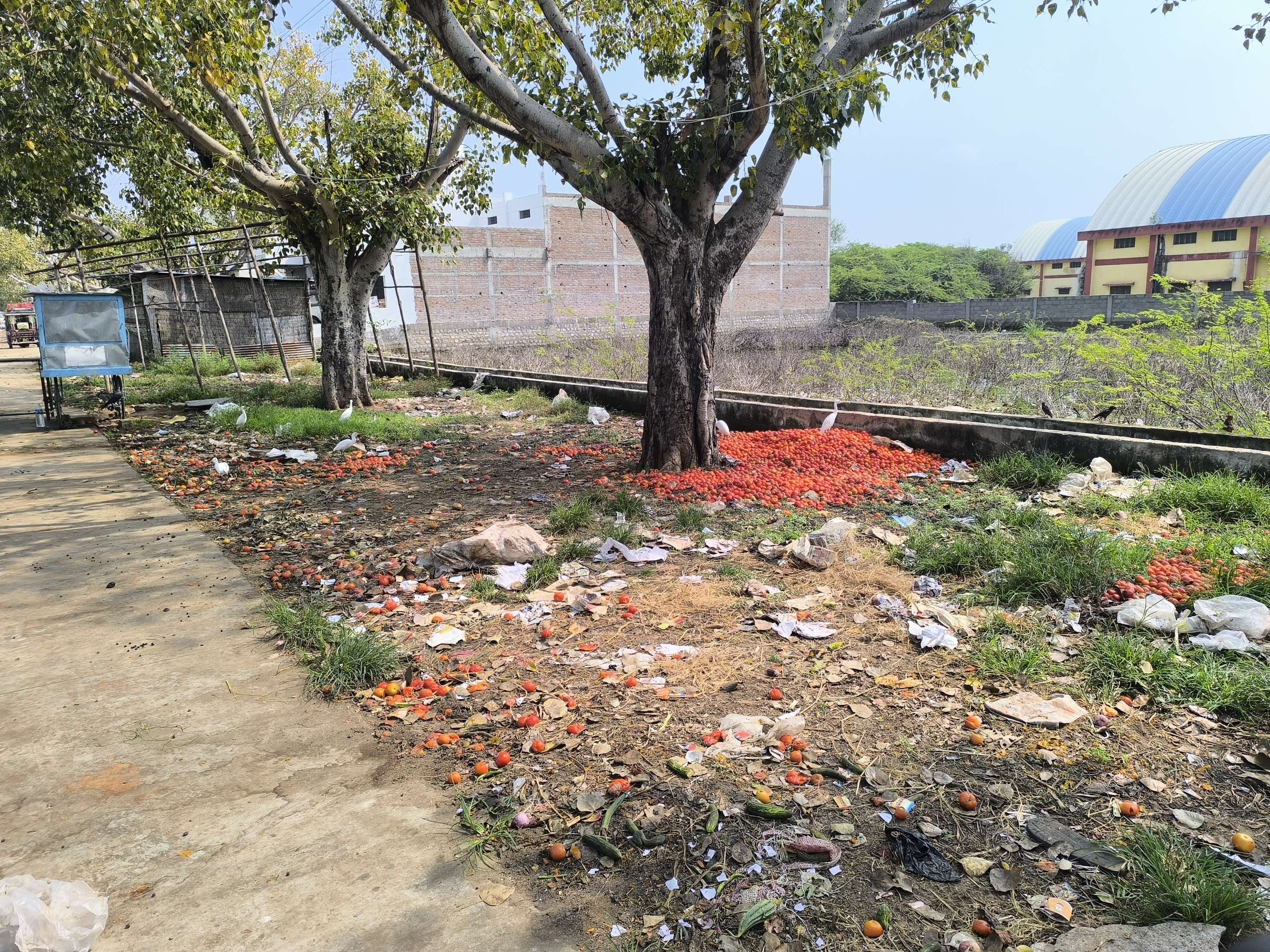 ಎಪಿಎಂಸಿ ತರಕಾರಿ ಮಾರುಕಟ್ಟೆಯಲ್ಲಿ ಟಮಾಟೆ ಸೇರಿ ಇತರೆ ತರಕಾರಿ ಬಿಸಾಡಿ ಹಾಳು ಮಾಡಿರುವುದು