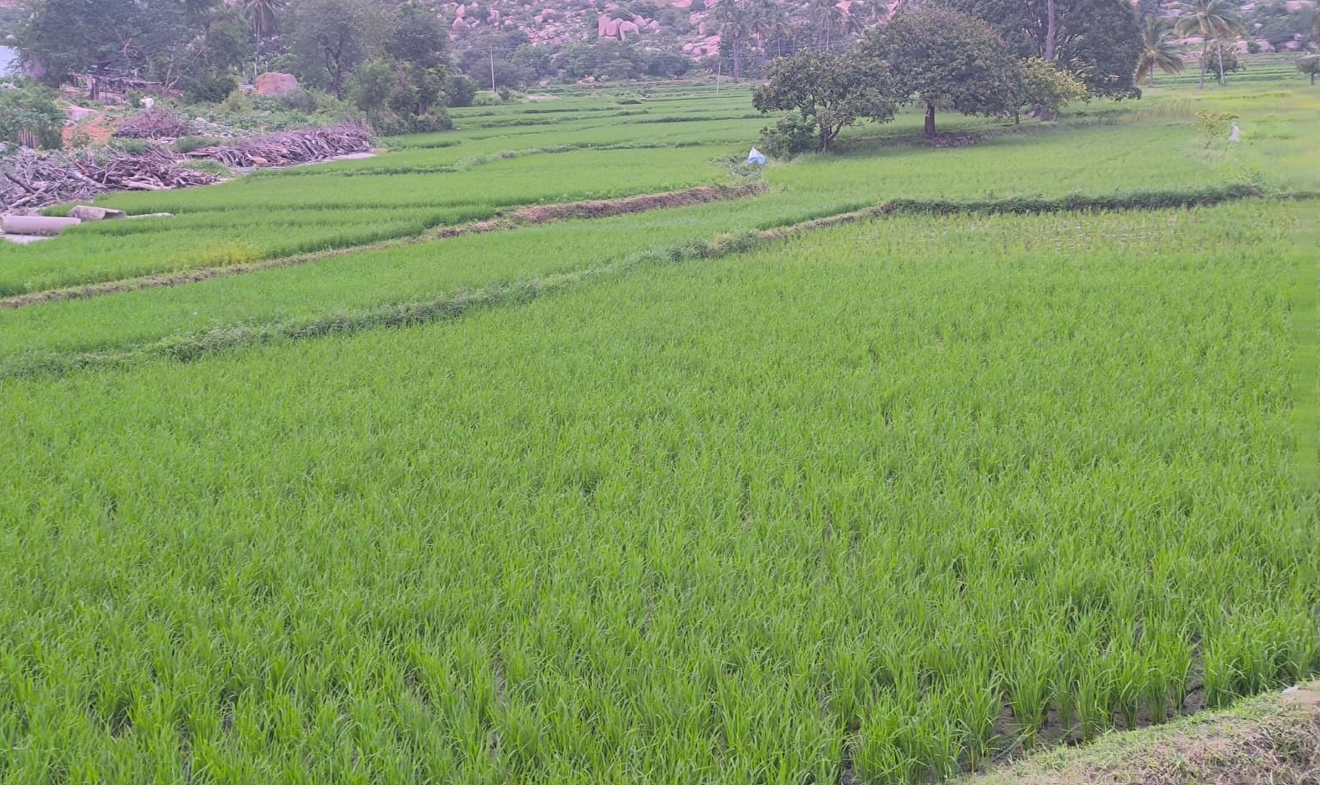 ಕೊಪ್ಪಳ ಹಾಗೂ ರಾಯಚೂರು ಭಾಗದಲ್ಲಿ ಕಂಡುಬರುವ ಭತ್ತ ಕೃಷಿ