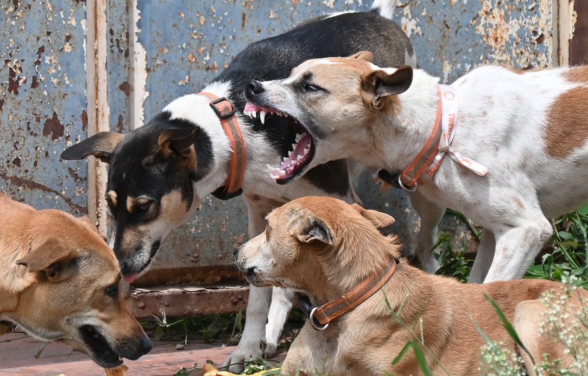 ನಾಯಿ, ಹಾವು ಕಡಿತ: ಮುಂಗಡ ಹಣ ಪಡೆಯದೆ ಚಿಕಿತ್ಸೆ;  ಆರೋಗ್ಯ ಇಲಾಖೆ ಸೂಚನೆ