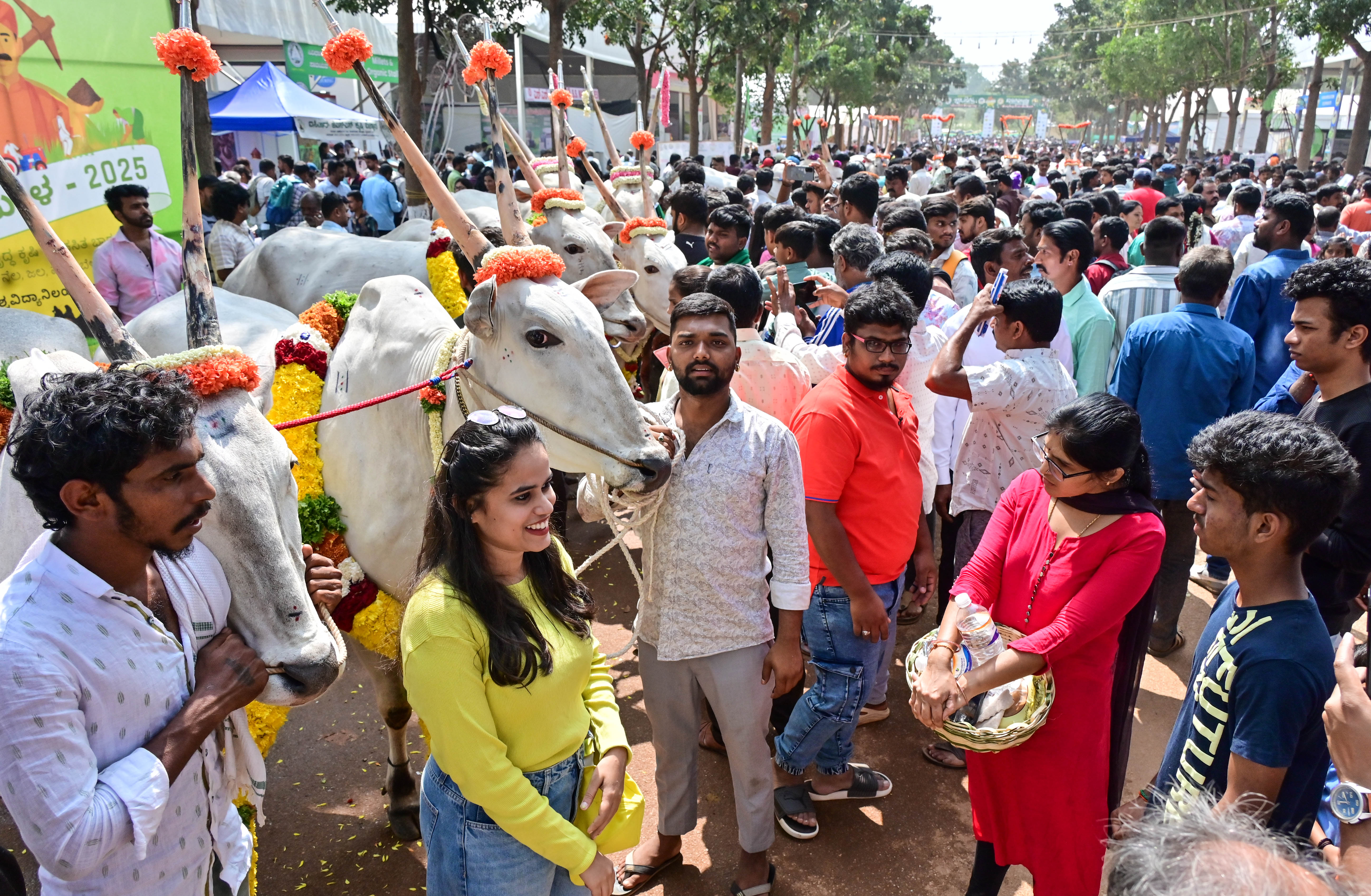 ಹಳ್ಳಿಕಾರ್‌ ತಳಿಯ ಎತ್ತುಗಳ ಮುಂಭಾಗದಲ್ಲಿ ನಿಂತುಕೊಂಡು ಯುವತಿಯೊಬ್ಬರು ಫೋಟೊ ತೆಗೆಸಿಕೊಂಡರು
