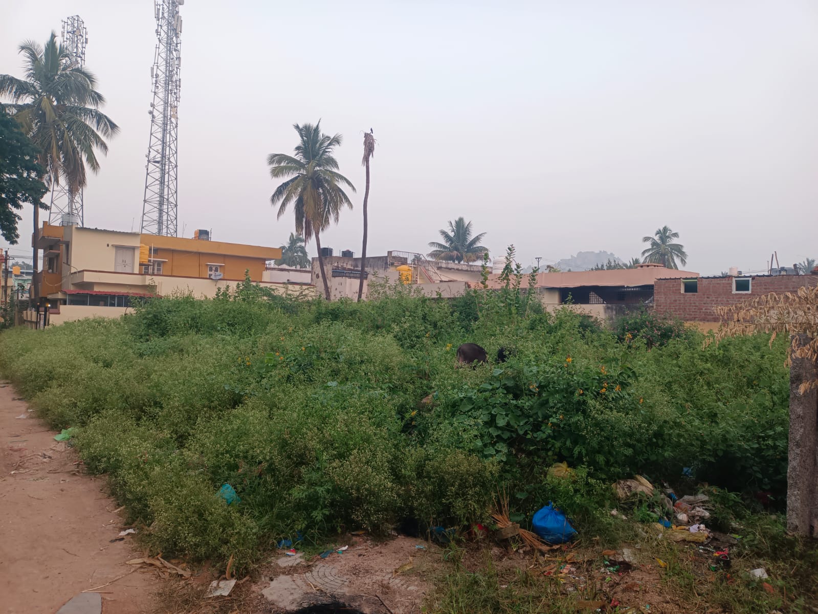 ಮಧುಗಿರಿಯ ಖಾಲಿ ನಿವೇಶನದಲ್ಲಿ ಬೆಳೆದಿರುವ ಅನುಪಯುಕ್ತ ಗಿಡಗಳು