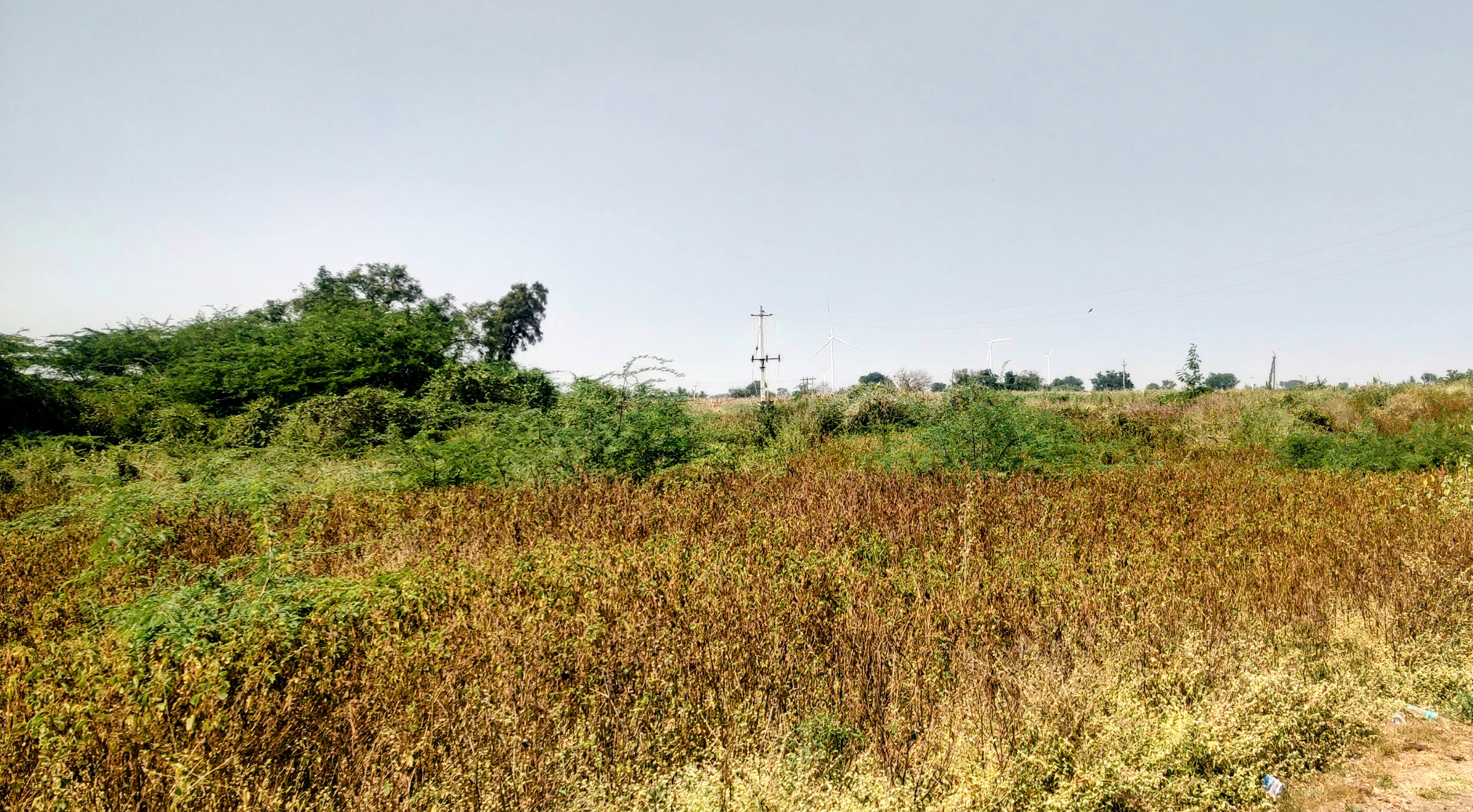 ಎಪಿಎಂಸಿ ಜಾಗದಲ್ಲಿ ಕಸ ಕಡ್ಡಿ ಬೆಳೆದಿರುವುದು