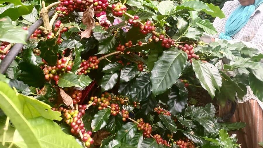 ಕಾಫಿ ಬೆಳೆ: ಆರಂಭಿಕ ಅಂದಾಜಿಗಿಂತ ಕಡಿಮೆ?