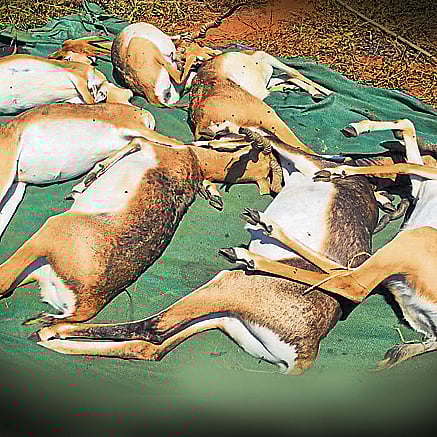 ಸಂಪಾದಕೀಯ | ಕೃಷ್ಣಮೃಗಗಳ ದಾರುಣ ಅಂತ್ಯ;
ಮೃಗಾಲಯಗಳ ಸುಧಾರಣೆ ಅಗತ್ಯ