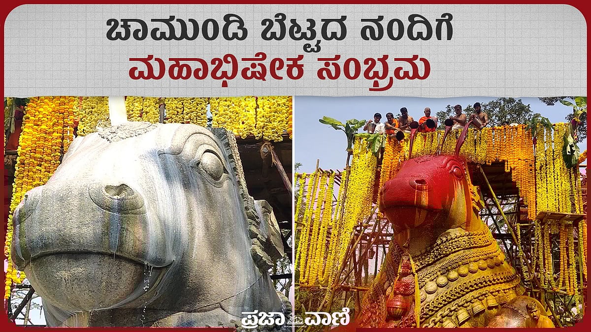 VIDEO: ಮೈಸೂರಿನ ಚಾಮುಂಡಿ ಬೆಟ್ಟದ ನಂದಿಗೆ ಭವ್ಯ ಮಹಾಭಿಷೇಕ