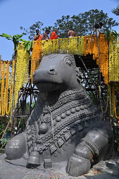 ಚಾಮುಂಡಿಬೆಟ್ಟದ ಬಳಗ ಚಾರಿಟಬಲ್ ಟ್ರಸ್ಟ್ ವತಿಯಿಂದ ಸೋಮವಾರ ನಡೆಸಿದ ಮಹಾಭಿಷೇಕದಲ್ಲಿ ಚಾಮುಂಡಿಬೆಟ್ಟದ ನಂದಿ ವಿಗ್ರಹವು ವಿವಿಧ ವರ್ಣಗಳಲ್ಲಿ ಕಂಗೊಳಿಸಿತು. ಒಮ್ಮೆ ಶ್ವೇತ ವರ್ಣದಲ್ಲಿ ಕಂಡರೆ, ಮತ್ತೊಮ್ಮೆ ಕೆಂಪು, ಅರಿಸಿಣದ ಬಣ್ಣಗಳಲ್ಲಿ ಮೈದೋರಿತು. ನಂತರ, ಫಲಾಭಿಷೇಕವನ್ನು ನೆರವೇರಿಸಲಾಯಿತು. ಪ್ರಜಾವಾಣಿ ಚಿತ್ರ.ಅನೂಪ್ ರಾಘ. ಟಿ.